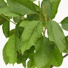 Prunus avium 'Sylvia' Kirschbaum, Gisela 5® Unterlage, 5 Produktbild-Vorschau 2