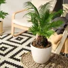 Bloomique - 2er Set - Cycas Revoluta - Palmfarn - Sagopalme Produktbild-Vorschau 2