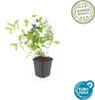 Bodendecker - Chinesischer Bleiwurz - Ceratostigma Produktbild-Vorschau 2