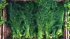 Dill Dillsamen Früh Zum Beizen 5G Produktbild-Vorschau 8