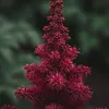 Bloomique - Zestaw 6 sztuk - Astilbe Fanal - Tawuła Podgląd zdjęcia produktu 4