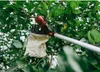 A fruit picker with a telescopic handle is being used to pick apples from a tree. Produktbild-Vorschau