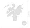 Bloomique - Calathea Medallion - Roślina pawia - Rośliny Podgląd zdjęcia produktu 8
