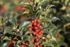 Ilex meserveae 'Heckenstar', ostrokrzew, zimozielony, Podgląd zdjęcia produktu 6