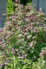 Deutzia 'Strawberry Fields', Maiblumenstrauch, rosa, 60–100 Produktbild-Vorschau 1