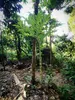 Aronstab (Amorphophallus prainii) – 1 vyklíčené semeno Náhled obrázku produktu 2