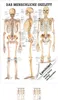 Das menschliche Skelett Mini-Poster Anatomie 34x24 cm Produktbild-Vorschau 1