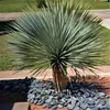Nasiona Yucca Rostrata - zestaw 10 sztuk - Nasiona roślin Podgląd zdjęcia produktu 4