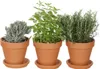 Zynesflora 4 Stück Italienische Kräuter Pflanzen im Ø 14 cm Produktbild-Vorschau 4