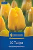 Kiepenkerl Darwin-Hybrid-Tulpe Golden Apeldoorn Tulipa Produktbild-Vorschau 1