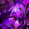 Pflanzenlampe LED 3 Kopf Pflanzenleuchte 30W Zimmerpflanzen Produktbild-Vorschau 6