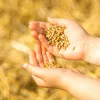 15 kg Leinsamen, goldene Leinsamen, gelbes Müsli, Backen 15 Produktbild-Vorschau 4