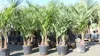 Trachycarpus fortunei Gruppe 150 - 170 cm Palme Hanfpalme, Produktbild-Vorschau 1