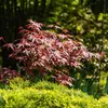 Klon japonski Acer palmatum Atropurpureum, lisciasta Podgląd zdjęcia produktu 6