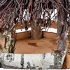 KADAX Mangeoire pour oiseaux à suspendre, mangeoire en bois Voir les images du produit 9