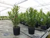 Oleander 90 cm  Busch Nerium Rosenlorbeer Dauerblüher Produktbild-Vorschau 2