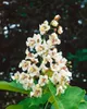 Catalpa bignonioides, Trompetenbaum, 40–60 cm, ca. 12 cm Produktbild-Vorschau 11