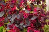 A close-up view of a flowering shrub with dark purple leaves and bright pinkish-red flowers. Voir les images du produit