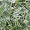 2 x  Hartriegel  - Cornus alba 'Elegantissima'  | 60-80 cm Anteprima dell’immagine prodotto 1