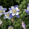 Bloomique - Lot de 3 - Aquilegia Caerulea Spring Magic - Voir les images du produit 6