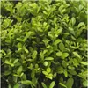 Ilex crenata 'Jenny' | 48 Stücke - 15cm - Ø7cm - Produktbild-Vorschau 4