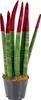 Bloomique - Sansevieria Velvet Touch - Langue de belle-mère Voir les images du produit 1
