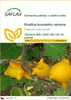 SAFLAX - rostlina kravského vemena - Solanum mammosum - 10 Náhled obrázku produktu 1