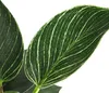 Dehner Baumfreund White Wave, Philodendron, grün-weiß Produktbild-Vorschau 3