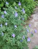 Stauden Gänge 10 x Geranium pratense 'Johnson's Blue' - Produktbild-Vorschau 4