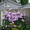 A clematis plant with numerous pink and purple flowers is growing on a wooden trellis in front of a gray building. Produktbild-Vorschau