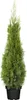 Thuja occidentalis 'Smaragd', Lebensbaum, immergrün, Produktbild-Vorschau 2