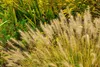 Stauden Gänge 3 x Pennisetum alopecuroides 'Gelbstiel' im 1 Produktbild-Vorschau 2