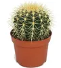 Echinocactus grusonii - Tchynina stoli?ka - v 12cm Náhľad obrázku produktu 1