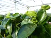 beste Sorte: Bonsai Meyer Meyerii Zitrone echter Produktbild-Vorschau 4