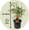 Fargesia rdzawa - 6 szt - Fargesia rufa - Wysokość 25-40cm Podgląd zdjęcia produktu 2