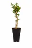 A potted plant on a white background. Náhled obrázku produktu
