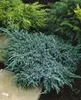 Juniperus squamata 'Blue Carpet', Blauer Teppichwacholder, Produktbild-Vorschau 9
