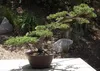 SAFLAX - Bonsai - Chiński Jałowiec - 30 Nasiona - Juniperus Podgląd zdjęcia produktu 4