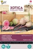 Xotica Japanse Radijs Red Impression F1 zaden Buzzy Productafbeelding-voorbeeld 1