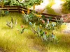 NOCH 17 Feld- und Wiesenpflanzen in bunten Farbnuancen als Produktbild-Vorschau 2