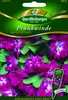 Prunkwinde, Sunrise Serenade Produktbild-Vorschau 1