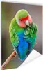 MuchoWow® Poster Zwergpapagei waschen 90x120 cm - Produktbild-Vorschau 1