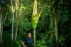 Amorofallo (Amorphophallus gigas)  - 1 seme germogliato Anteprima dell’immagine prodotto 2