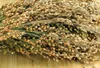 Getzoo Rispenhirse Silberhise - getrocknet (Bund) Produktbild-Vorschau 1