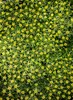 Stauden Gänge 1 x Azorella trifurcata 'Nana' - Adenpolster Produktbild-Vorschau 5