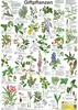 Giftpflanzen Poster deutsch DIN A1 59,4 x 84,1 cm Produktbild-Vorschau 1