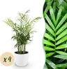 Zestaw 4 roslin doniczkowych Chamaedorea elegans w bialych Podgląd zdjęcia produktu 3