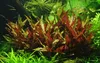 Aquarium Pflanze Alternanthera reineckii 'Pink' AquaOne Produktbild-Vorschau 1
