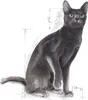 Royal Canin Sterilised 2 kg Náhled obrázku produktu 5