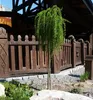 Japanische Lärche ´STIFF WEEPER´ auf Stamm 120 cm, Cont. 5 Produktbild-Vorschau 5